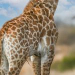 Photography Spots - Giraffe Standing on Dirt Road