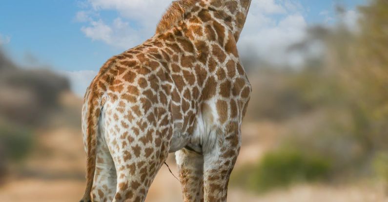 Photography Spots - Giraffe Standing on Dirt Road